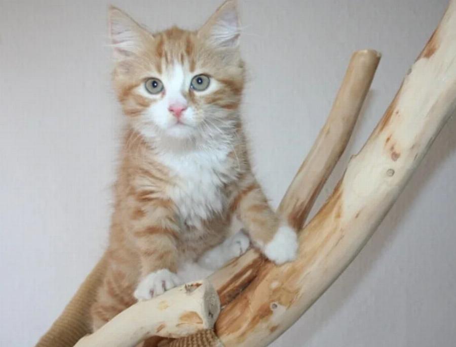 Πώς να εκπαιδεύσετε ένα Maine Coon: Οδηγός βήμα προς βήμα