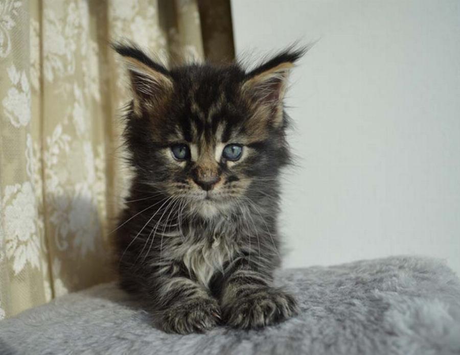 Πώς να εκπαιδεύσετε ένα Maine Coon: Οδηγός βήμα προς βήμα