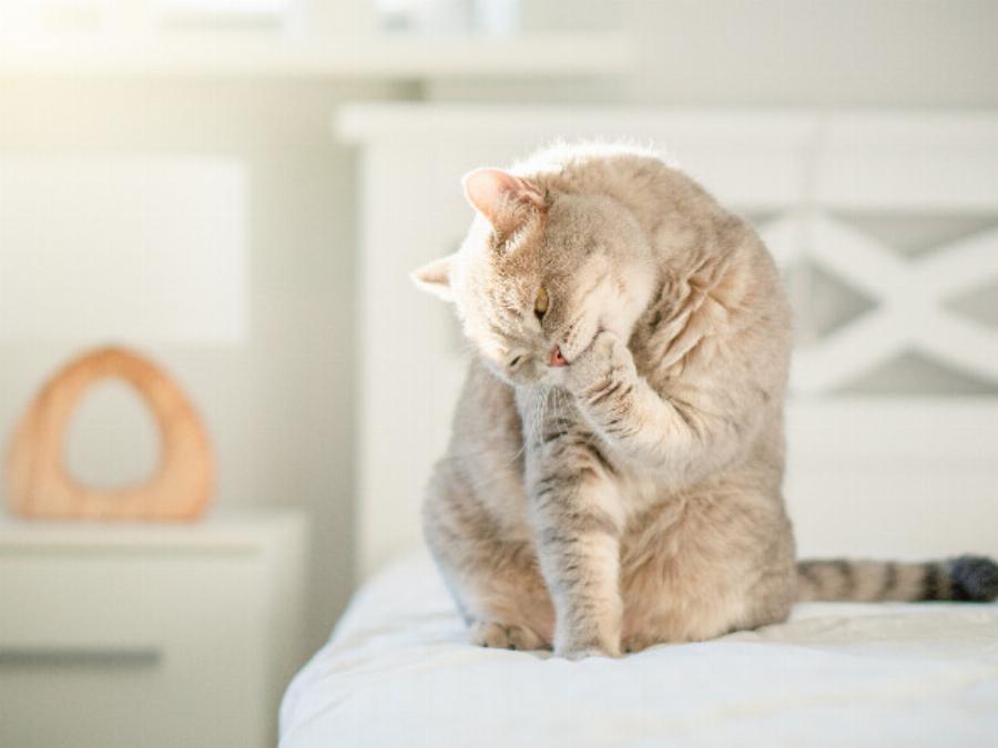 Μεγάλη προσοχή: Τι να κάνετε αν η γάτα σας τσιμπηθεί από μέλισσα ή σφήκα