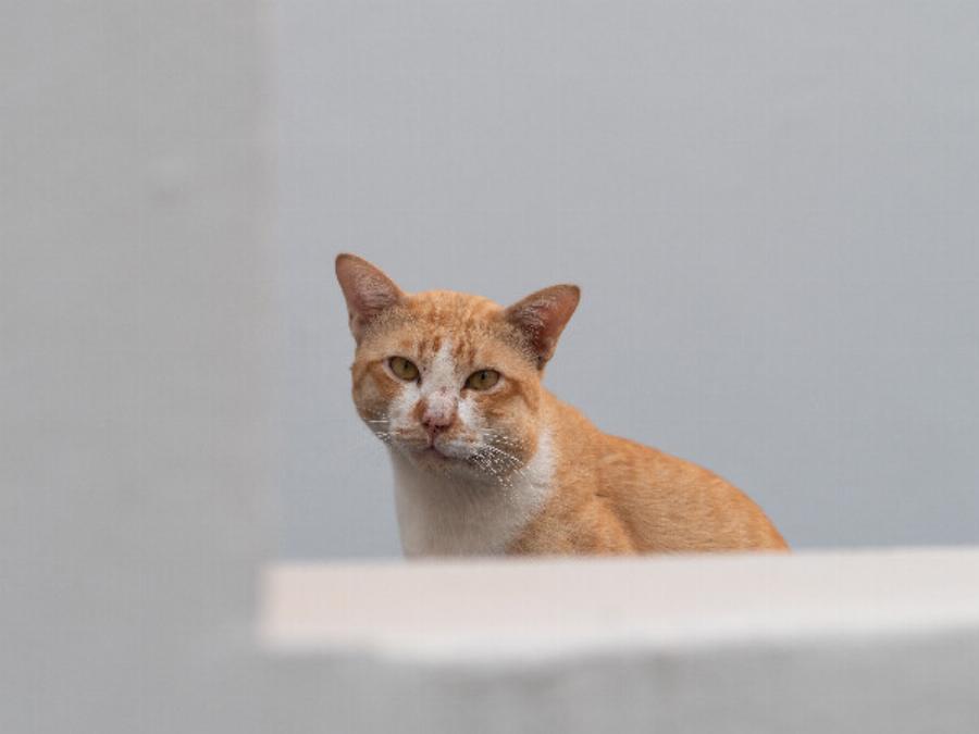 Μεγάλη προσοχή: Τι να κάνετε αν η γάτα σας τσιμπηθεί από μέλισσα ή σφήκα