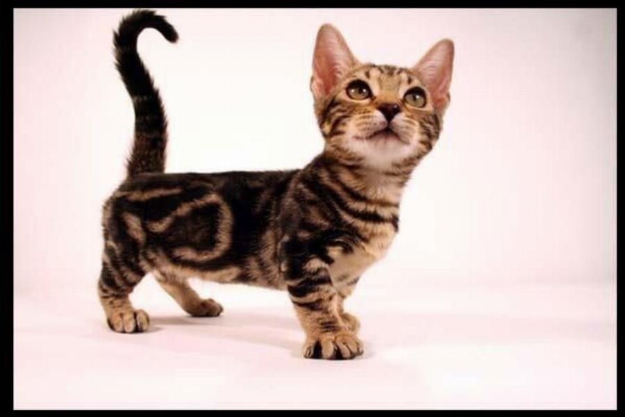 Οι πιο χαριτωμένες: Πέντε αξιαγάπητες φυλές γάτας με κοντά πόδια