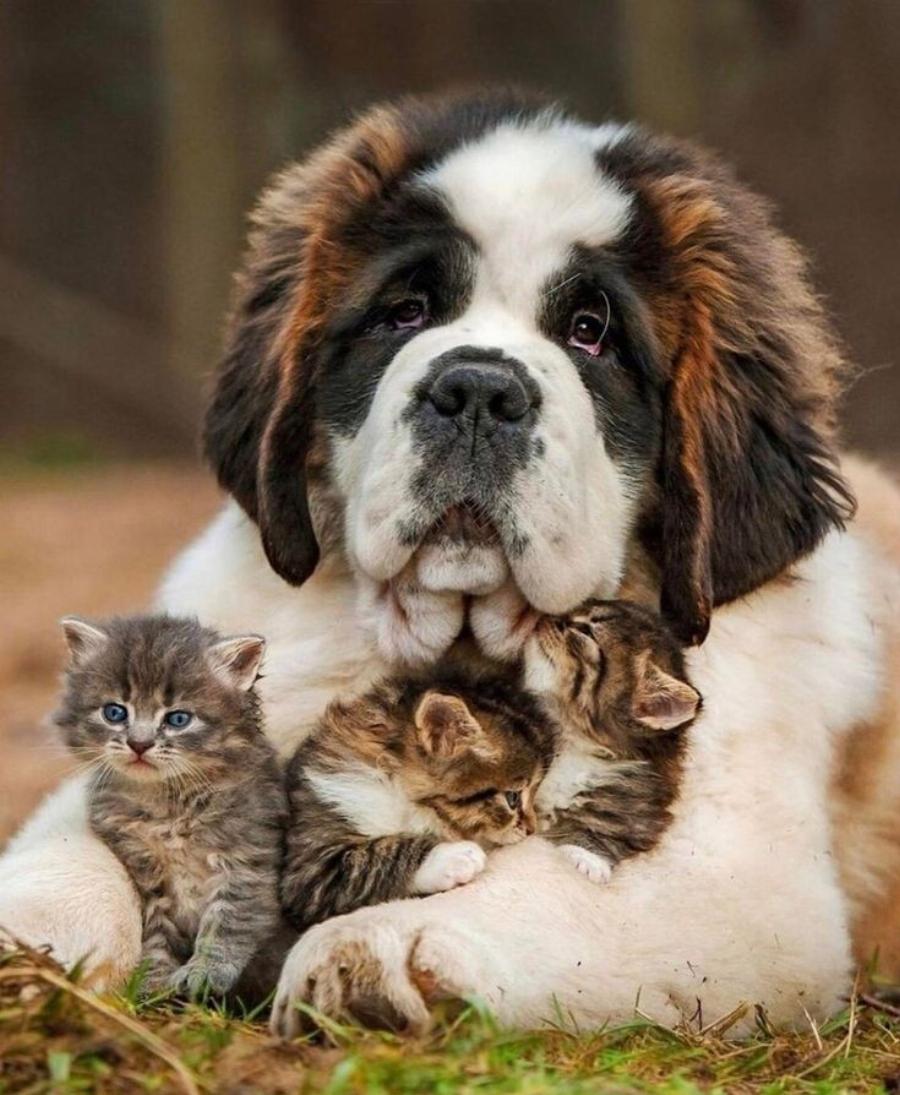 Τα πάνε καλά οι γάτες με τους σκύλους Αγίου Βερνάρδου; – Χρήσιμες πληροφορίες