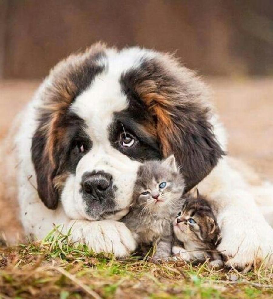 Τα πάνε καλά οι γάτες με τους σκύλους Αγίου Βερνάρδου; – Χρήσιμες πληροφορίες