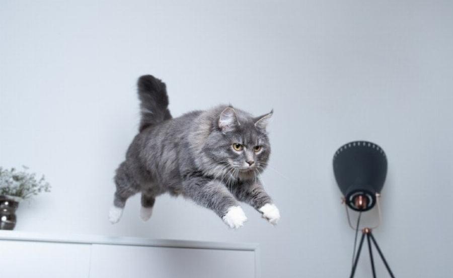 Γιατί η γάτα μου λαχανιάζει μετά το παιχνίδι; 5 λόγοι σύμφωνα με ένα κτηνίατρο