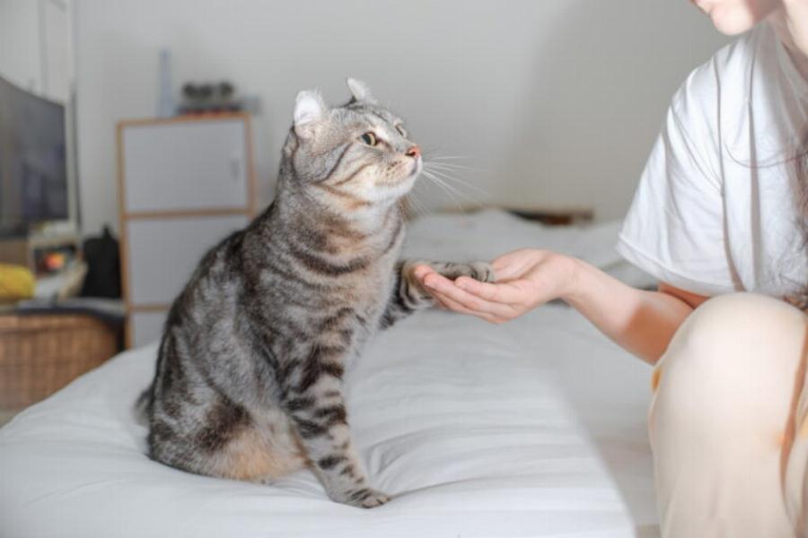 Μπορούν οι γάτες να εκπαιδευτούν όπως οι σκύλοι; Χρήσιμες συμβουλές