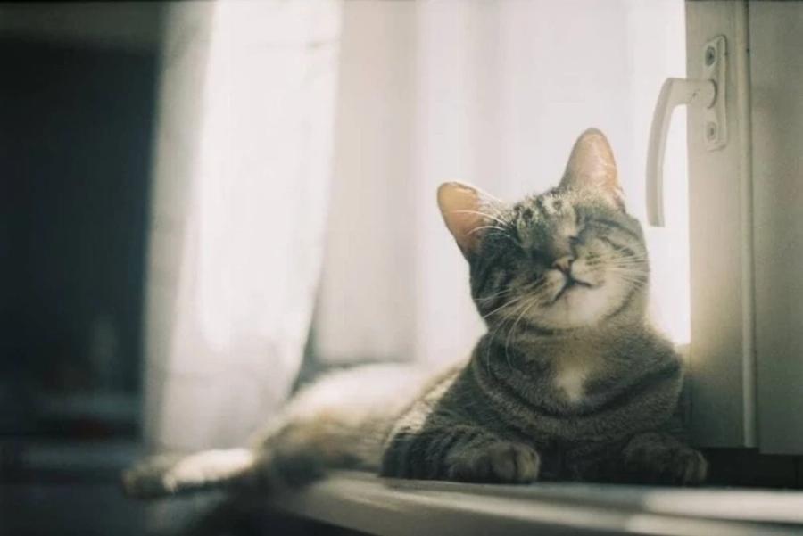 Αυτά είναι τα καλύτερα παιχνίδια για τυφλές γάτες – Οδηγός αγοράς