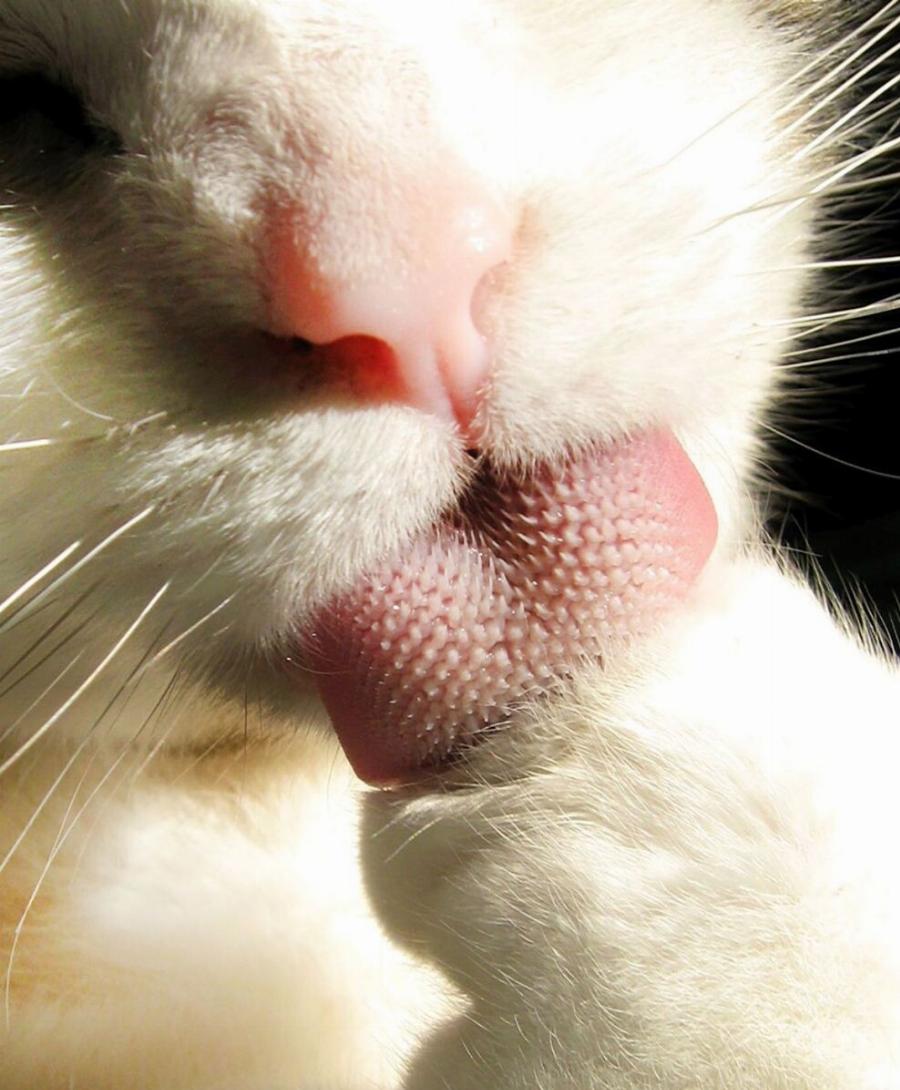 Φροντίδα γάτας: Ο απόλυτος οδηγός για την περιποίηση της γάτας σας