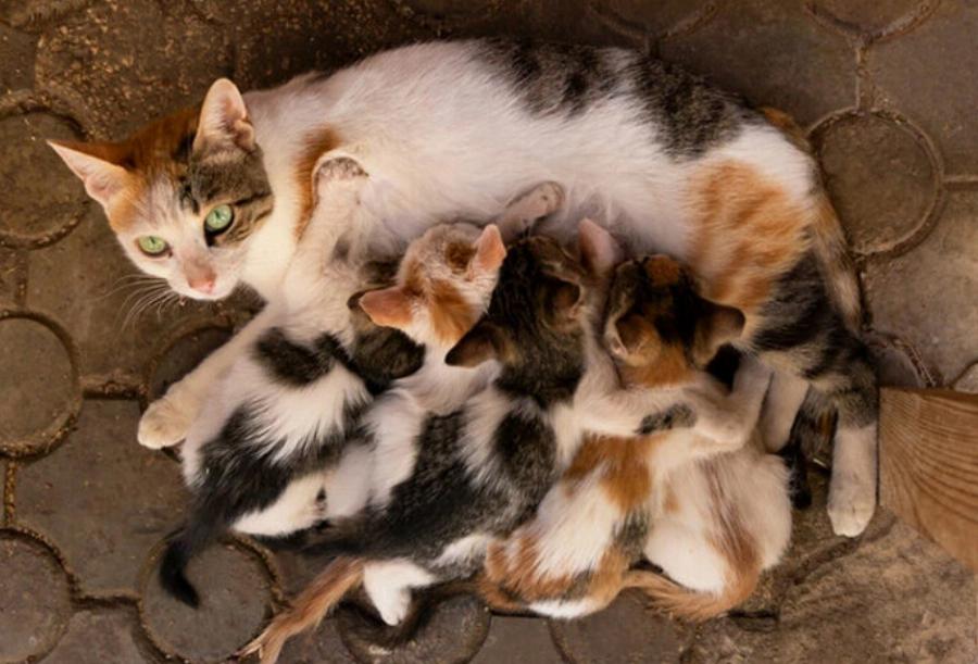 Οι γάτες τρώνε τον πλακούντα τους; Πληροφορίες που έχουν αξιολογηθεί από κτηνίατρο