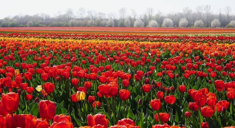 Είναι οι τουλίπες δηλητηριώδεις για τις γάτες; – Σημαντικά στοιχεία ασφαλείας