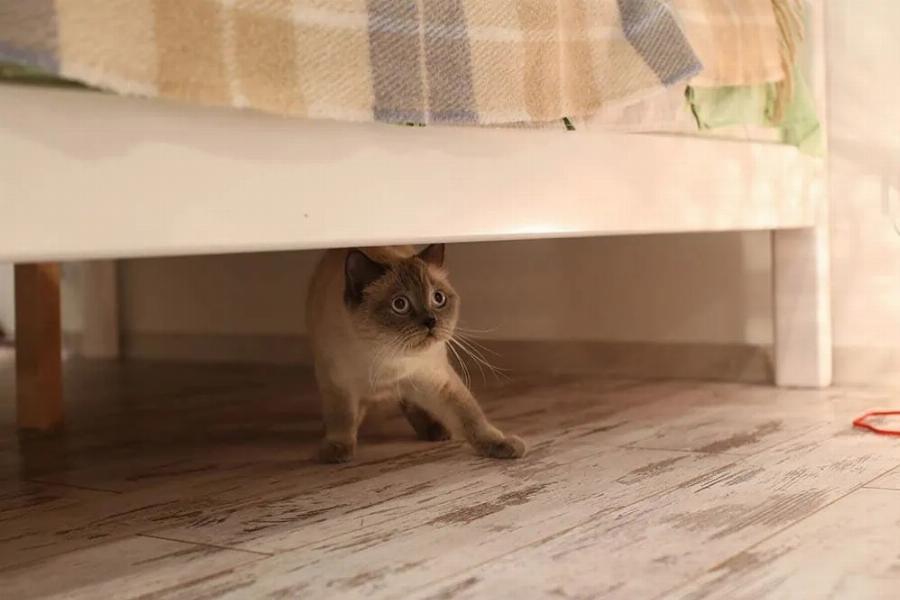 Γιατί η γάτα μου φοβάται ξαφνικά; Αυτοί είναι οι 7 πιθανοί λόγοι