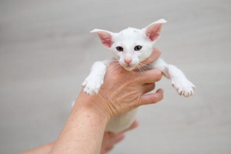 Είναι οι γάτες Oriental Shorthair φιλικές; Ιδιοσυγκρασία φυλής & πληροφορίες