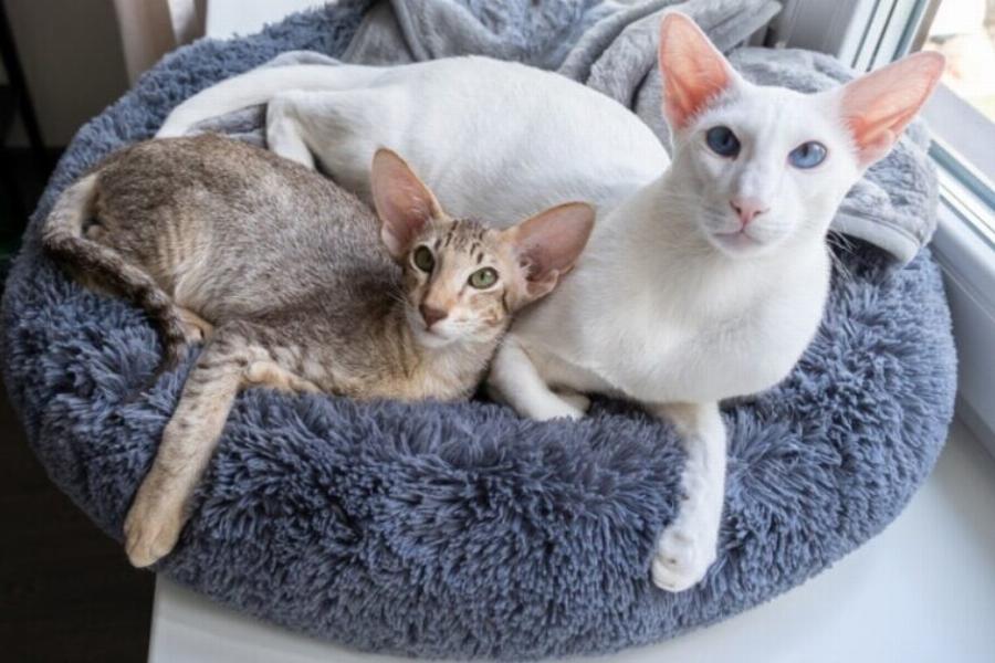 Είναι οι γάτες Oriental Shorthair φιλικές; Ιδιοσυγκρασία φυλής & πληροφορίες