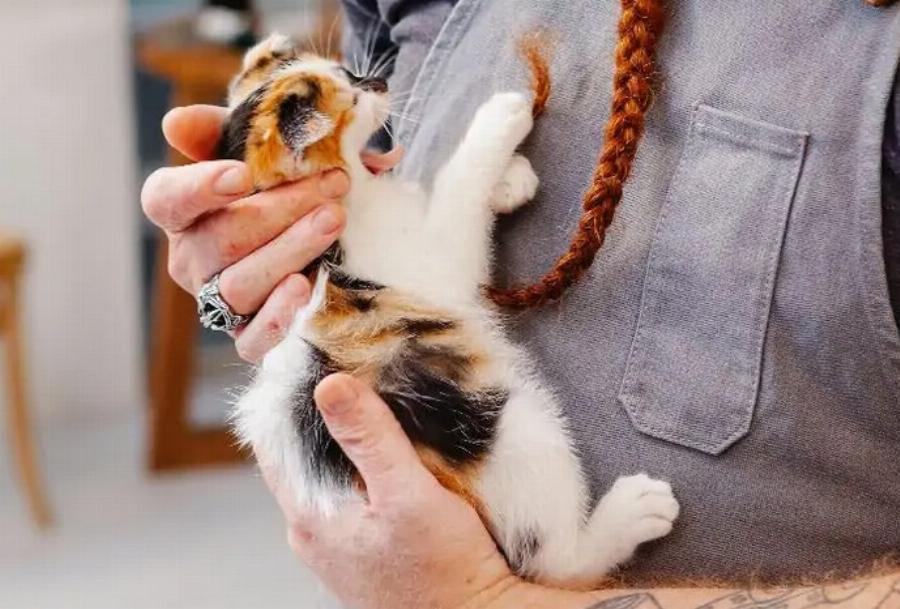 Διατροφή γάτας: Πόσο να ταΐσετε ένα μικρό γατάκι (με διάγραμμα διατροφής)