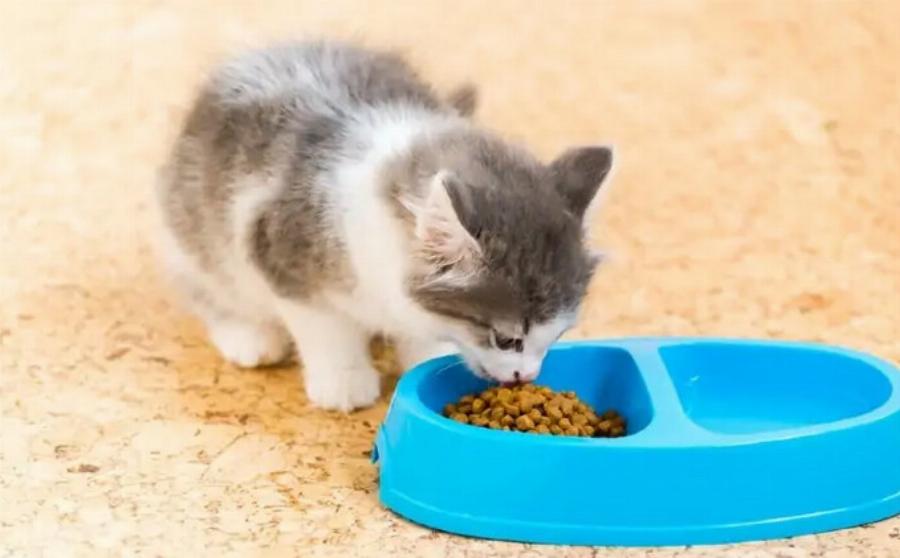 Διατροφή γάτας: Πόσο να ταΐσετε ένα μικρό γατάκι (με διάγραμμα διατροφής)