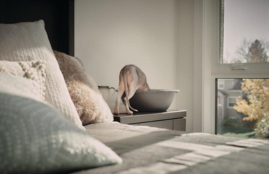 Γιατί η γάτα σας κάθεται σε πράγματα που χρησιμοποιείτε: 7 συνηθισμένοι λόγοι