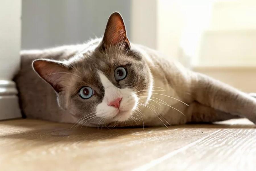 Snowshoe Cat: Όμορφη και αφοσιωμένη στην οικογένεια