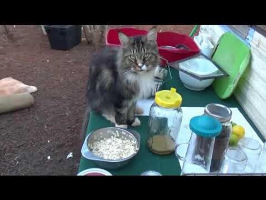 Μπορούν οι γάτες να φάνε βρώμη; Διατροφικά στοιχεία & Συχνές ερωτήσεις