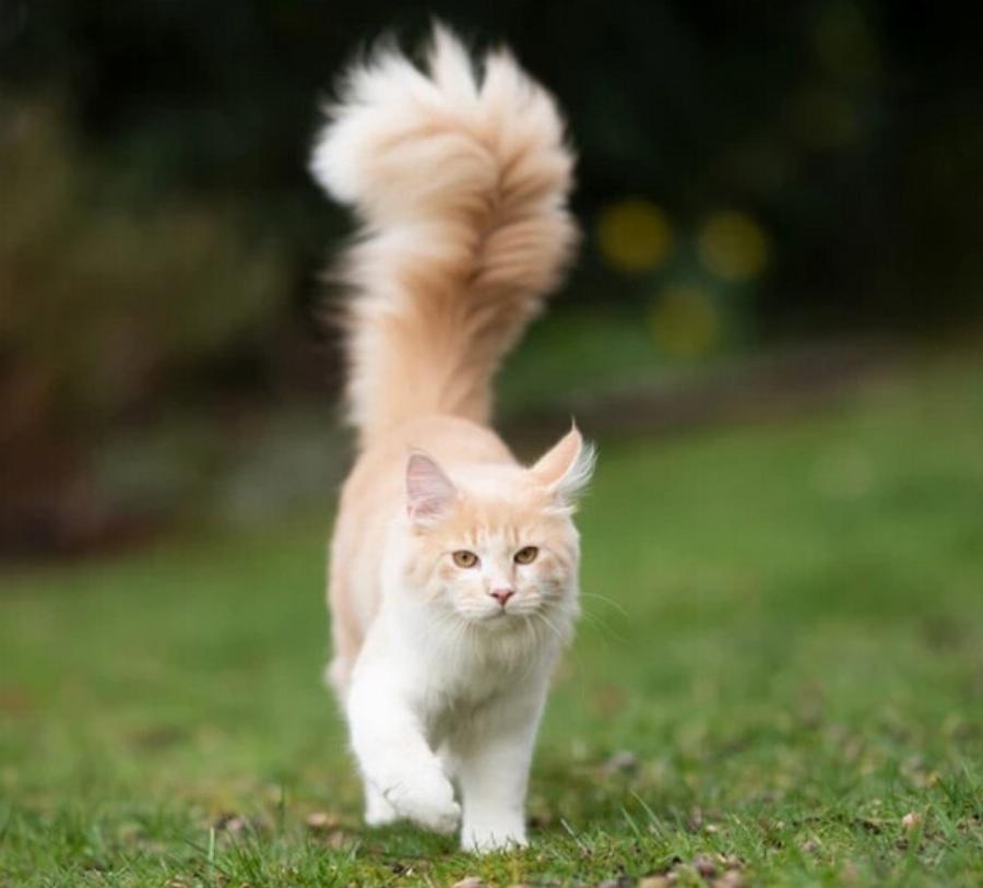 Φυλές γάτας: 12 τύποι γατών με χνουδωτές ουρές (με εικόνες)