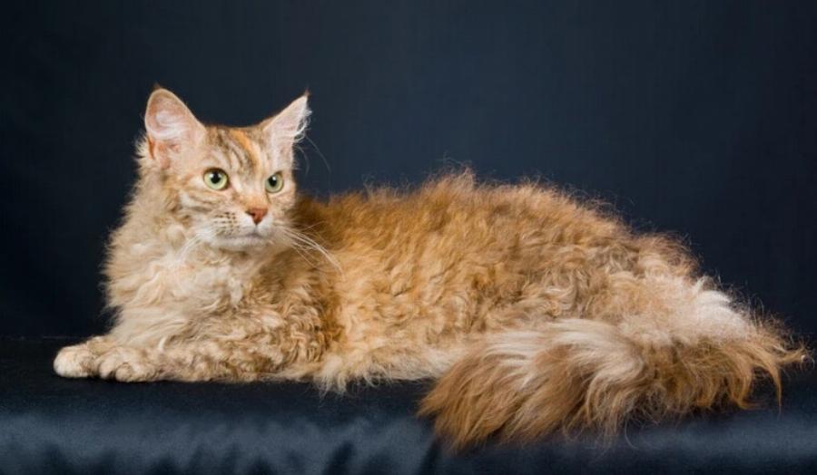Φυλές γάτας: 12 τύποι γατών με χνουδωτές ουρές (με εικόνες)