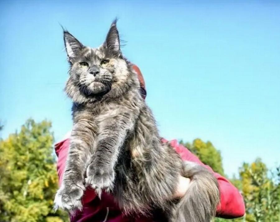 Οι μεγαλύτερες γάτες στον κόσμο: Όλα τα ρεκόρ