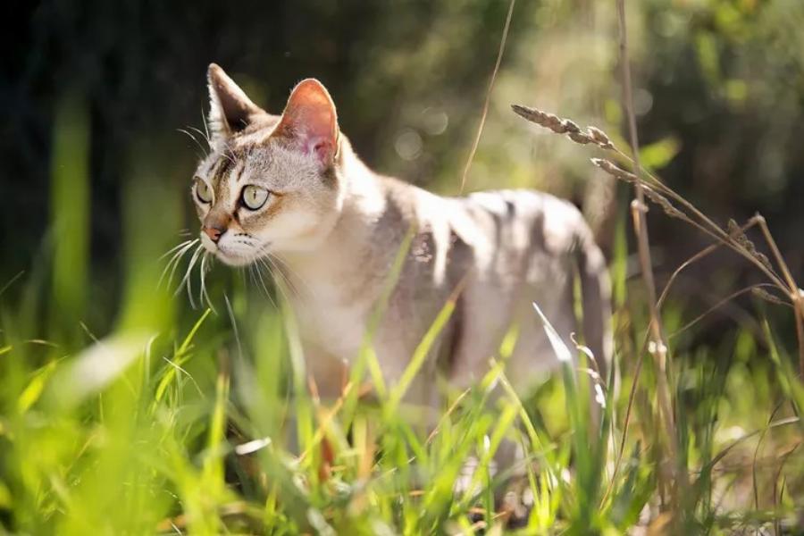 Singapura: Η γάτα με μεγάλα μάτια, μεγάλα αυτιά και παιχνιδιάρικη προσωπικότητες