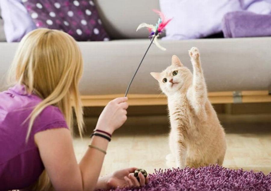 Συμπαθούν οι γάτες τους ανθρώπους ή απλά μας ανέχονται; 7 σημάδια στοργής