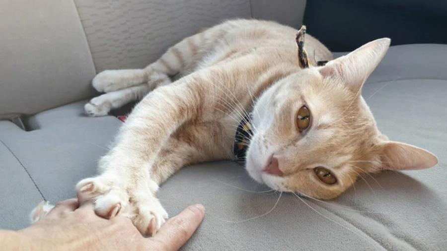 Συμπαθούν οι γάτες τους ανθρώπους ή απλά μας ανέχονται; 7 σημάδια στοργής