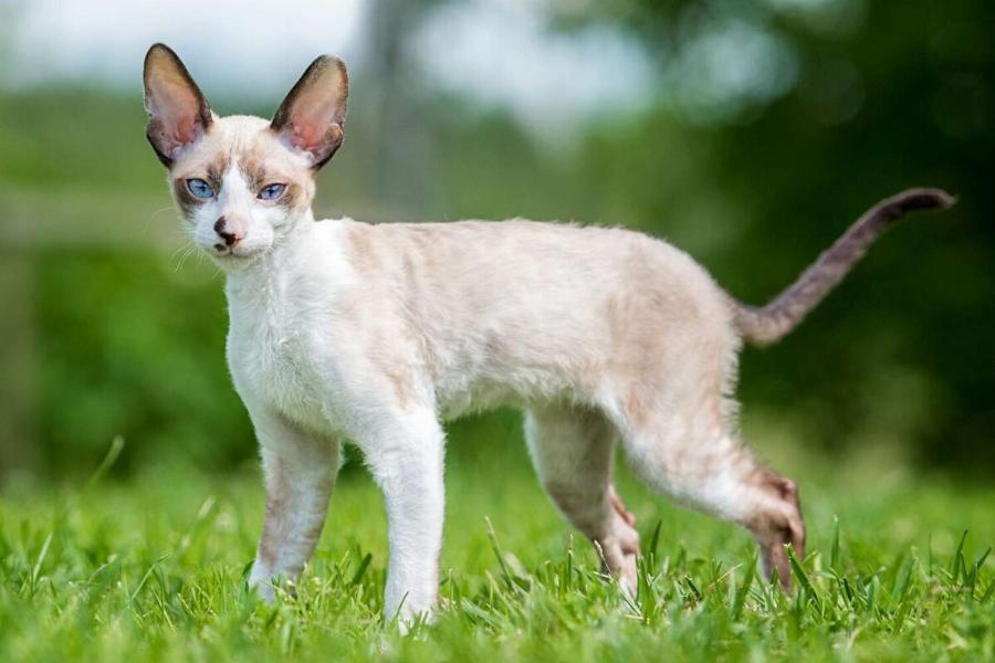 Cornish Rex: Εμφάνιση γάτας, ιδιοσυγκρασία και φροντίδα