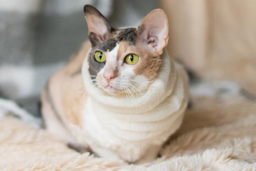 Cornish Rex: Εμφάνιση γάτας, ιδιοσυγκρασία και φροντίδα
