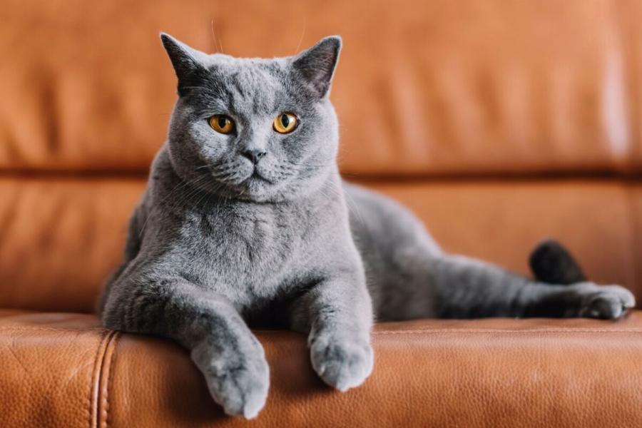 Chartreux: Μάθετε περισσότερα για αυτή τη διασκεδαστική γαλλική ράτσα γάτας