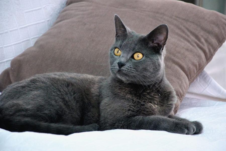 Chartreux: Μάθετε περισσότερα για αυτή τη διασκεδαστική γαλλική ράτσα γάτας