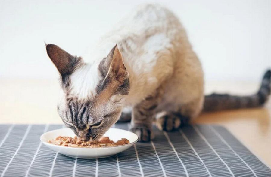 Μπορούν οι γάτες να φάνε μάφινς; Εγκεκριμένα από κτηνίατρο στοιχεία & Συχνές ερωτήσεις