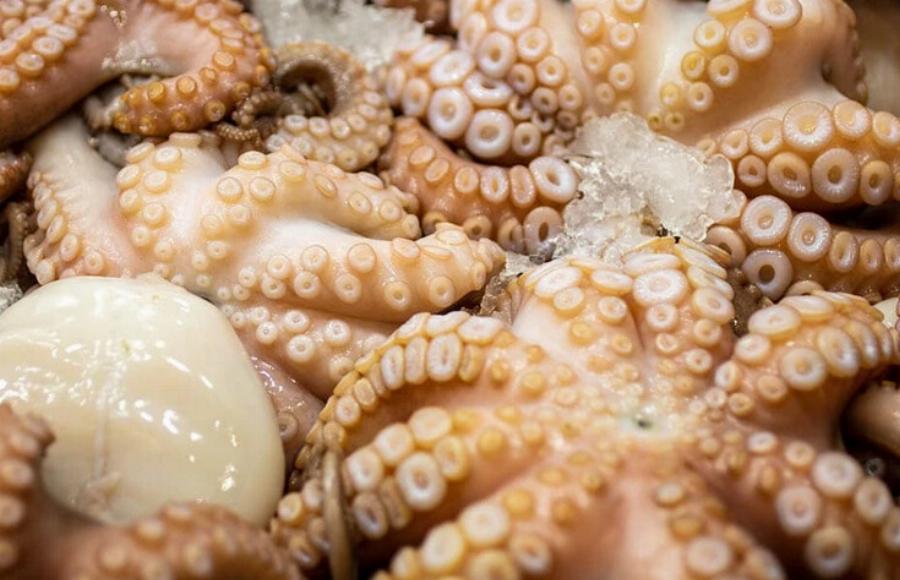 Διατροφή γάτας: Μπορούν οι γάτες να φάνε χταπόδι; Τι πρέπει να γνωρίζετε