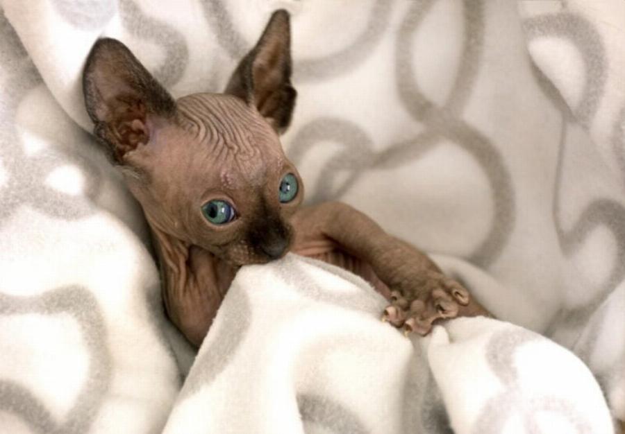 Γιατί η γάτα μου γλείφει την κουβέρτα μου: Αυτοί είναι οι 7 βασικοί λόγοι