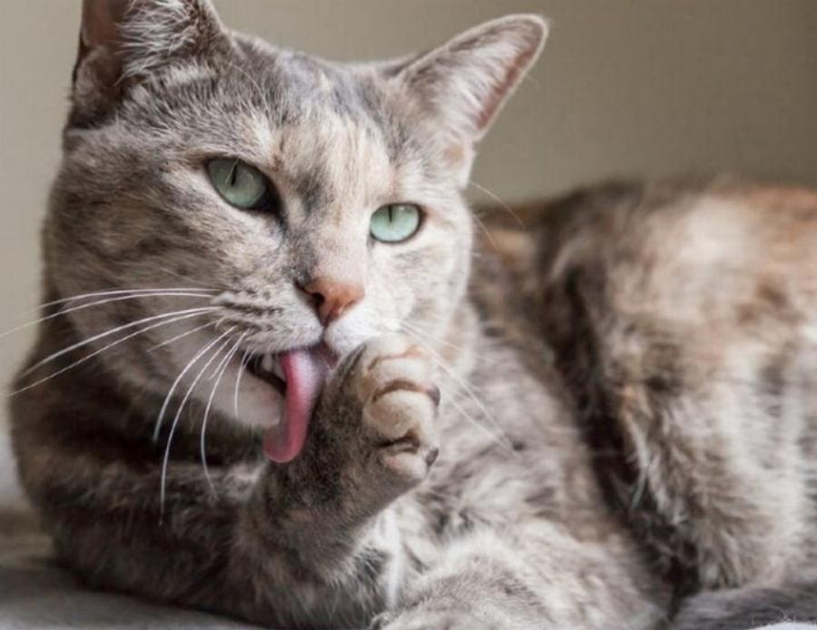 Γιατί η γάτα μου γλείφει την κουβέρτα μου: Αυτοί είναι οι 7 βασικοί λόγοι