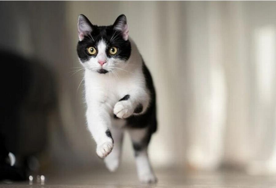 Γιατί στις γάτες αρέσουν τα πράγματα που τσαλακώνονται; Αυτοί είναι οι 6 πιθανοί λόγοι