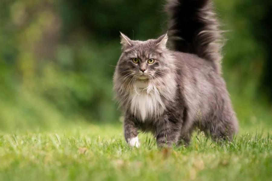 Θα σας αγαπά για πάντα: Τα Maine Coons είναι μεγάλα, έξυπνα, στοργικά κατοικίδια