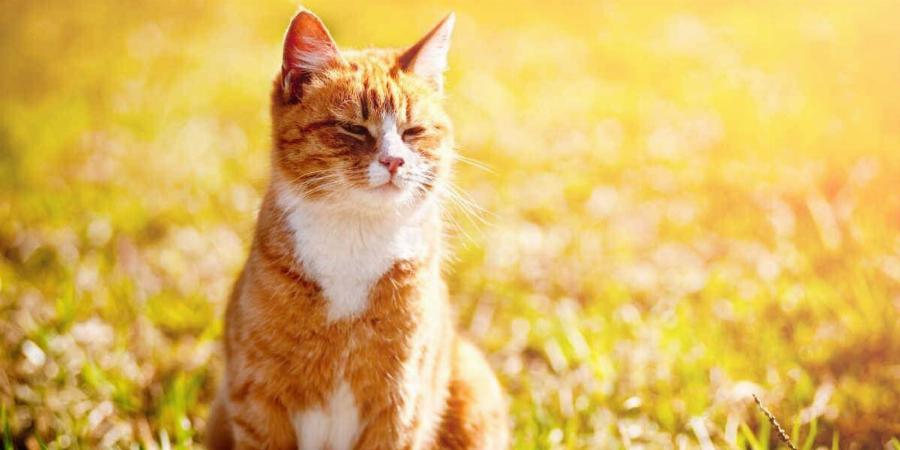 Θερμοπληξία στις γάτες: Σημάδια, συμπτώματα και θεραπεία