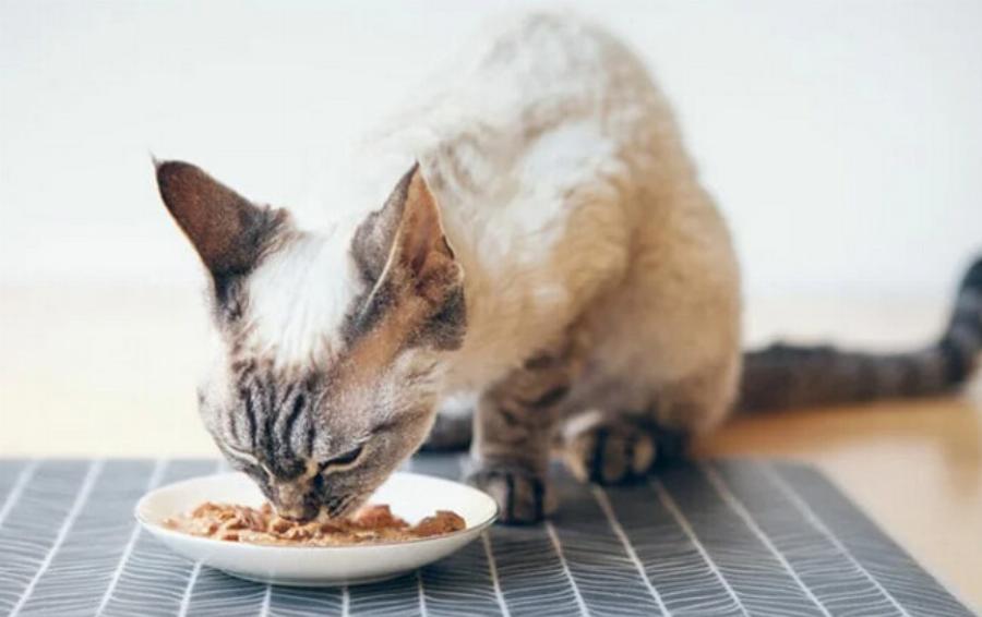Διατροφή γάτας: 6 τροφές με υψηλή περιεκτικότητα σε κάλιο για γάτες