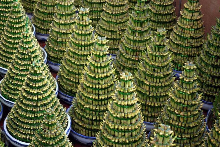 Μπορούν οι γάτες να φάνε μπαμπού; Εγκεκριμένα από κτηνίατρο στοιχεία & οδηγός ασφάλειας