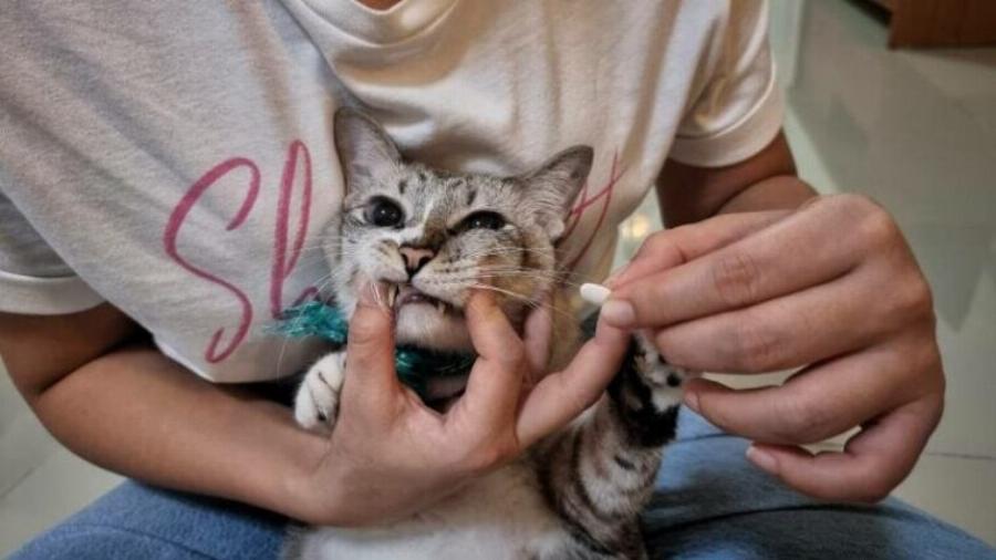 Αμιτριπτυλίνη για γάτες: Κτηνίατρός μας εξηγεί τη χρήση, ασφάλεια και Συχνές Ερωτήσεις