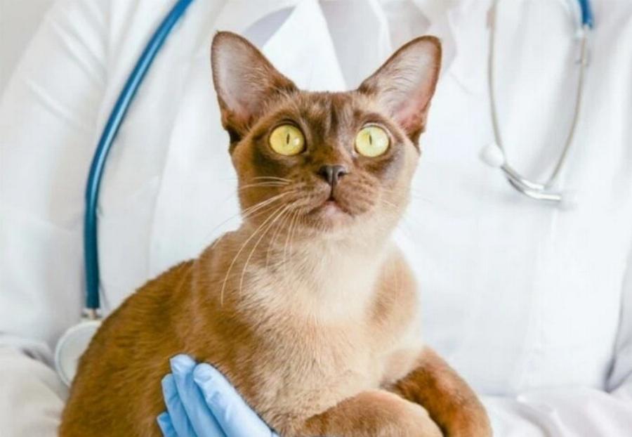 Γιατί η γάτα μου χάνει τρίχες στην ουρά της: Αυτοί είναι οι 10 πιθανοί λόγοι