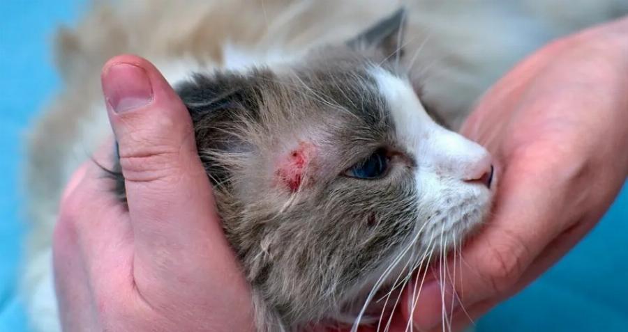 Γιατί η γάτα μου χάνει τρίχες στην ουρά της: Αυτοί είναι οι 10 πιθανοί λόγοι