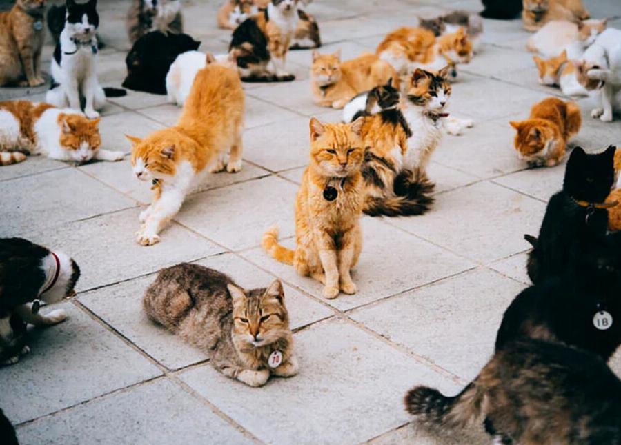 Πόσες γάτες είναι πάρα πολλές; Πιθανά προβλήματα υγείας & απαιτήσεις φροντίδας