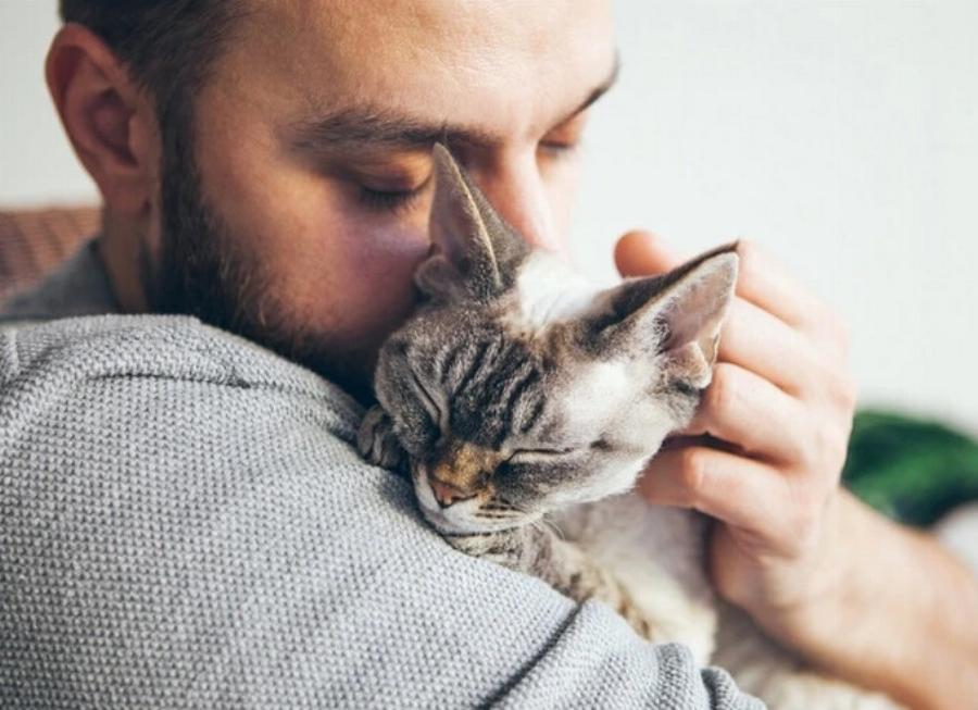 Πόσες γάτες είναι πάρα πολλές; Πιθανά προβλήματα υγείας & απαιτήσεις φροντίδας