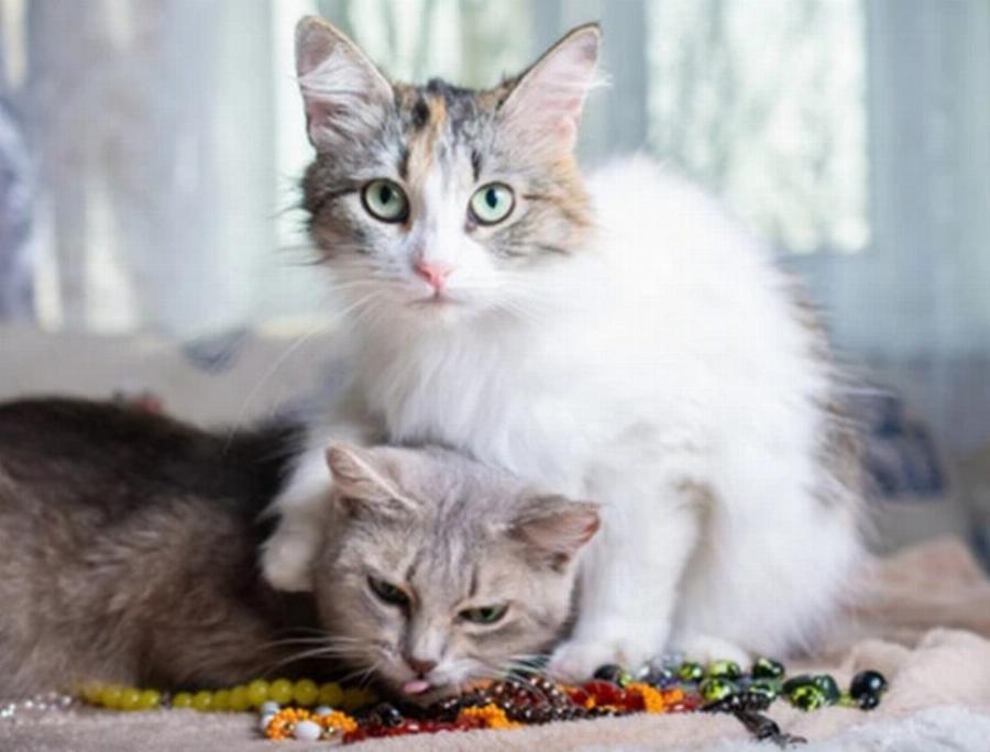 Σημάδια ότι οι γάτες σας τα πάνε καλά: 8 τρόποι για να το καταλάβετε