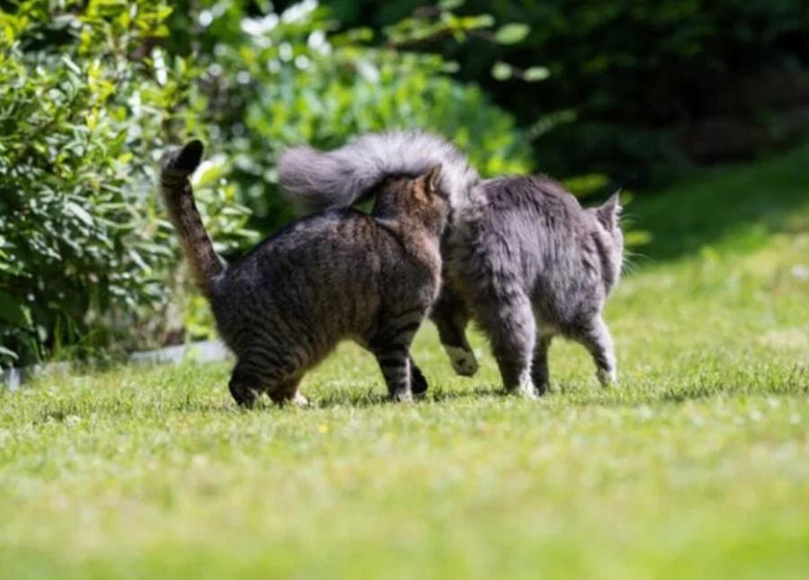 Σημάδια ότι οι γάτες σας τα πάνε καλά: 8 τρόποι για να το καταλάβετε