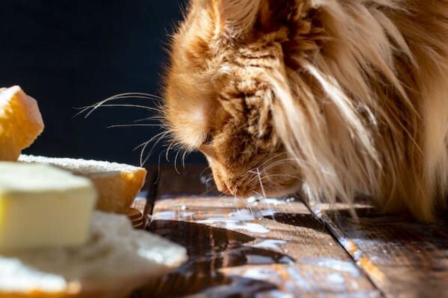 Διατροφή γάτας: Μπορούν οι γάτες να φάνε βούτυρο; -Τι να προσέχετε