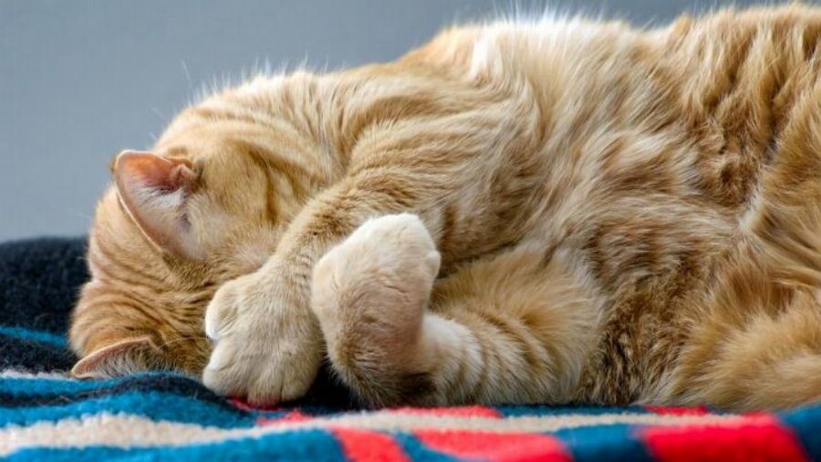 Συμπεριφορά γάτας: Γιατί οι γάτες καλύπτουν το πρόσωπό τους όταν κοιμούνται;