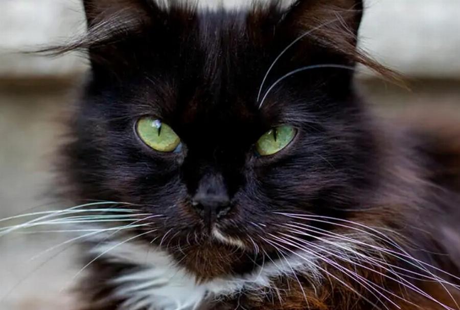 Όλες οι μαύρες γάτες έχουν πράσινα μάτια; Πληροφορίες, Χαρακτηριστικά & Προκαταλήψεις